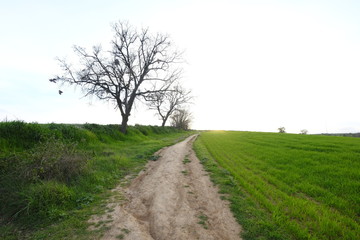 Country road in Mollet del Valles in Barcelona province in Catalonia Spain to the horizon between green fields