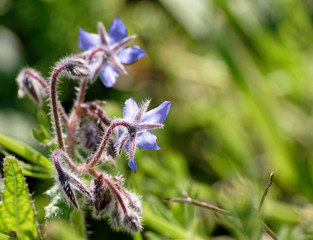 flower of borago