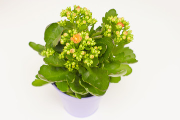 Kalanchoe in a pot. Copy space for text. 