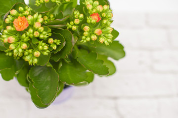 Kalanchoe in a pot. Copy space for text. 