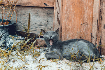 Green eye blue russian cat lies on the ground under wooden house and yawning. Koh Rong Samloem island, Cambodia