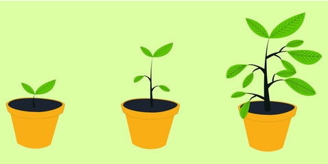 Growth concept. Plant growing stages. Timeline infographic of planting tree process. Green plant flower, graphic gardening seedling plant.