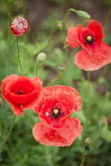 glade of flowering poppies. Blooming poppies. 