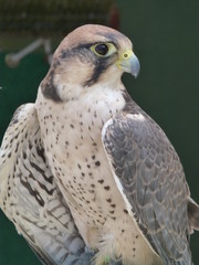 Halcon peregrino en Ribadavia, Galicia,España