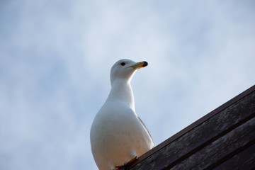 Seagull
