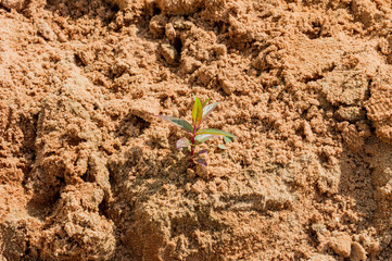Plant sprouting in the sand. Seedling sand
