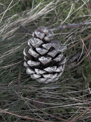 Cone standing on the forest ground