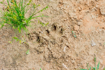dog's trace on a dry soil, pow footpint