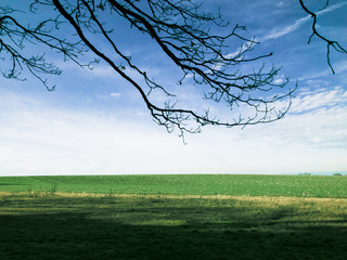 Landscape view to a green meadow