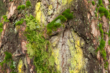 moss and lichens on the bark of a pine