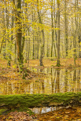 Soderasens Autumn woodland