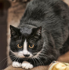black and white yellow-eyed plump cat