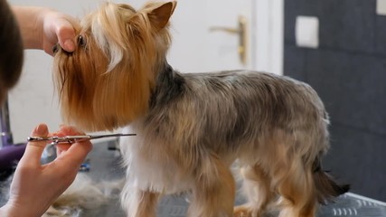 professional haircut dog Yorkshire Terrier in the grooming salon.