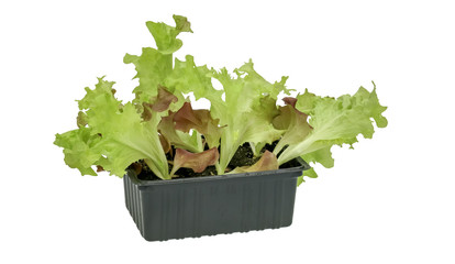 Salad seedling of leaf (Lactuca sativa var crispa Lollo Rosso) isolated on white