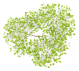 top view of flowering pear tree isolated on white background