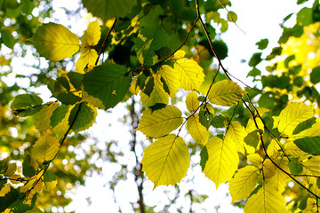 Obraz premium Green leaves of hazel in the sun 
