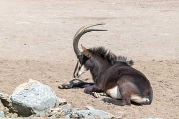saber antelope © weber11