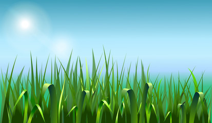 Summer background with green grass.