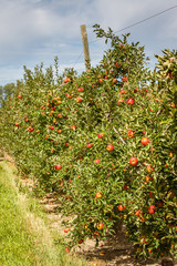 Apple garden full of riped red fruits