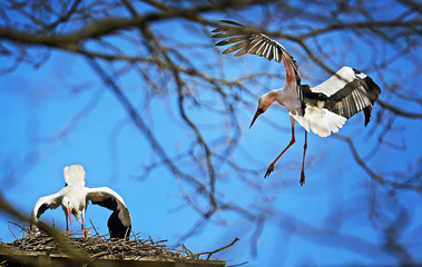 Störche im Nest