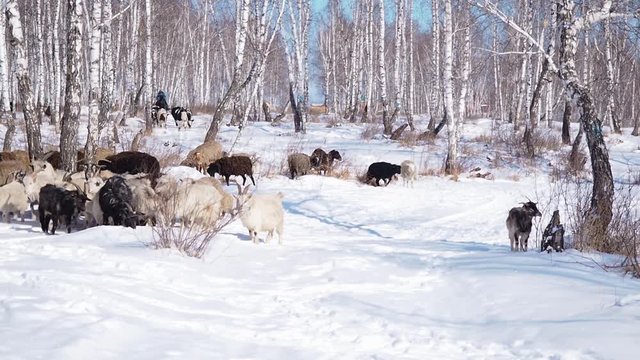 A herd of goats is moving across the snow-covered forest in search of food