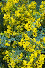 Blossom spring flowers