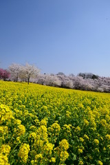 菜の花畑と満開の桜。赤城南面千本桜。前橋　群馬　日本。４月初旬。