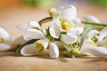 Obraz na płótnie Canvas Snowdrop flowers background