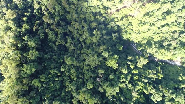 Bottom of deep creek in Dorrigo Mountains with green canopy of ancient temperate rainforest from Gondwana times in aerial top down flying.
