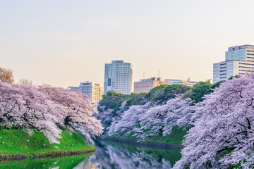 満開の桜　Cherry Blossoms