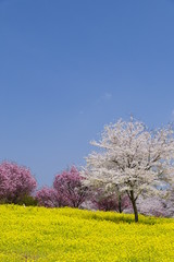 Fototapeta premium 菜の花と桜。赤城南面千本桜。前橋 群馬 日本。４月初旬。