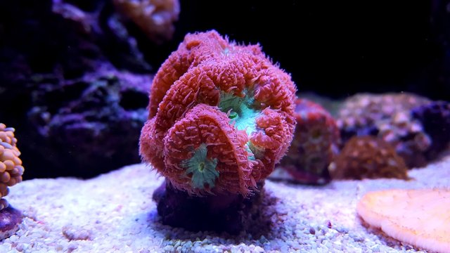 Blatomussa LPS coral in saltwater aquarium reef tank 