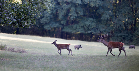 Obraz premium Red deer chasing hind in forest