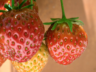 Erdbeeren
