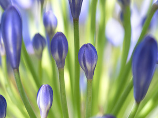 geschlossene Agapanthus-Bl&uuml;ten
