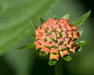 geschlossene Wandelr&ouml;schen-Bl&uuml;ten