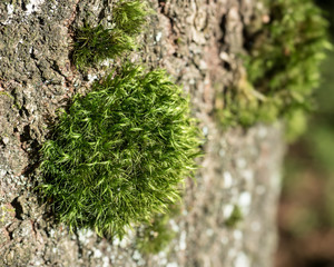 Moos auf Baumrinde