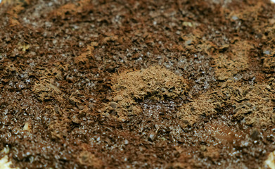 Chocolate chip on the appetizing homemade pie.