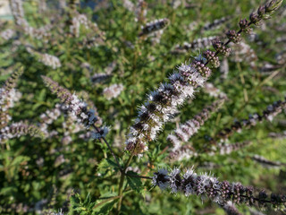 Pfefferminzbl&uuml;te