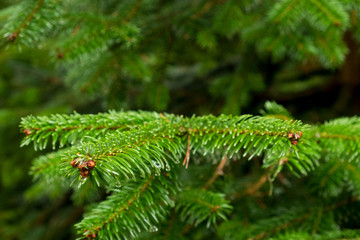 green branches of coniferous trees in a dense young needle and drops of water, in spring, background