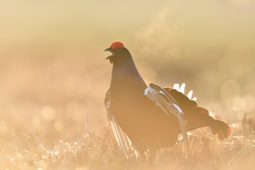 Black grouse (Tetrao Tetrix) calling in moor