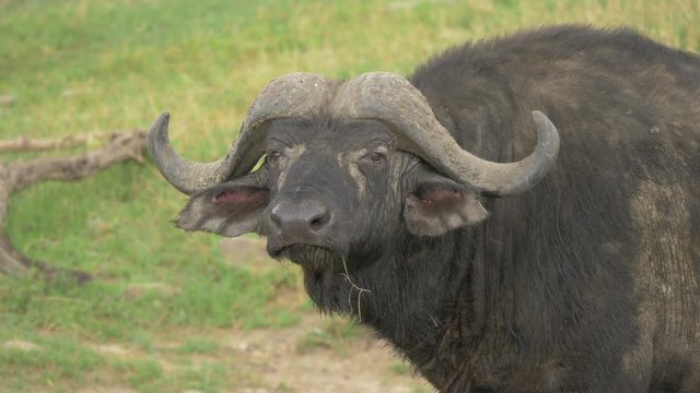 Buffalo in Africa