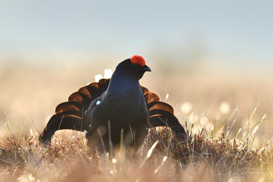 Black grouse (Tetrao Tetrix). Rooster in bog.