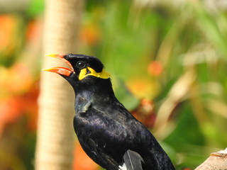 A chirping hill mynah