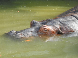 Fototapeta premium A submerged hippo