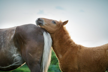Portrait of horse foal and mare on summer background