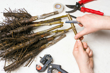 Inoculation of varietal walnut seedlings close-up. The concept of industrial manufacturing grafting...
