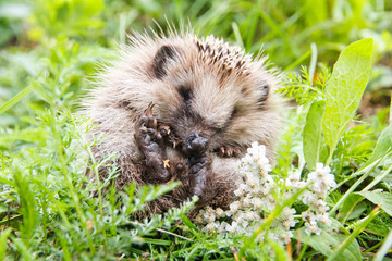 Baby cute hedgehog on nature in green grass in spring, summer
