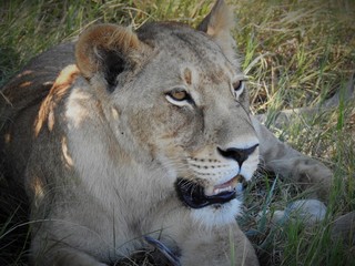 Close up of a wild female lion in africa
