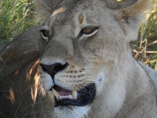 Close up of a wild female lion in africa